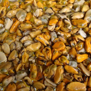 냉동 삶은 홍합 고기