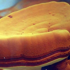 Ganoderma 포자
