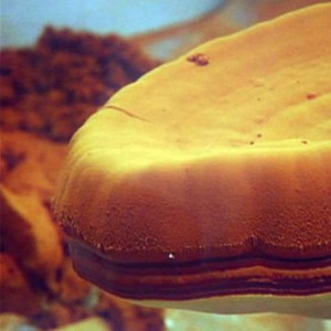 Ganoderma 포자