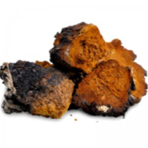 Chaga 버섯 inonotus obliquues 건강 관리 잘 보완