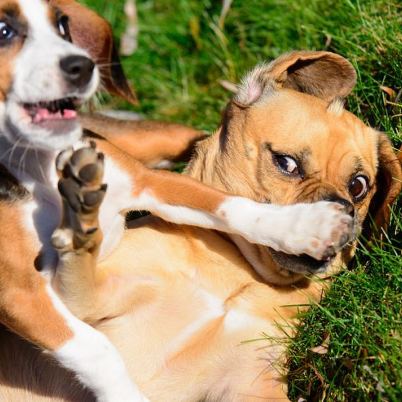 개가 헐렁한 약을 먹어야하는 약은 무엇입니까?