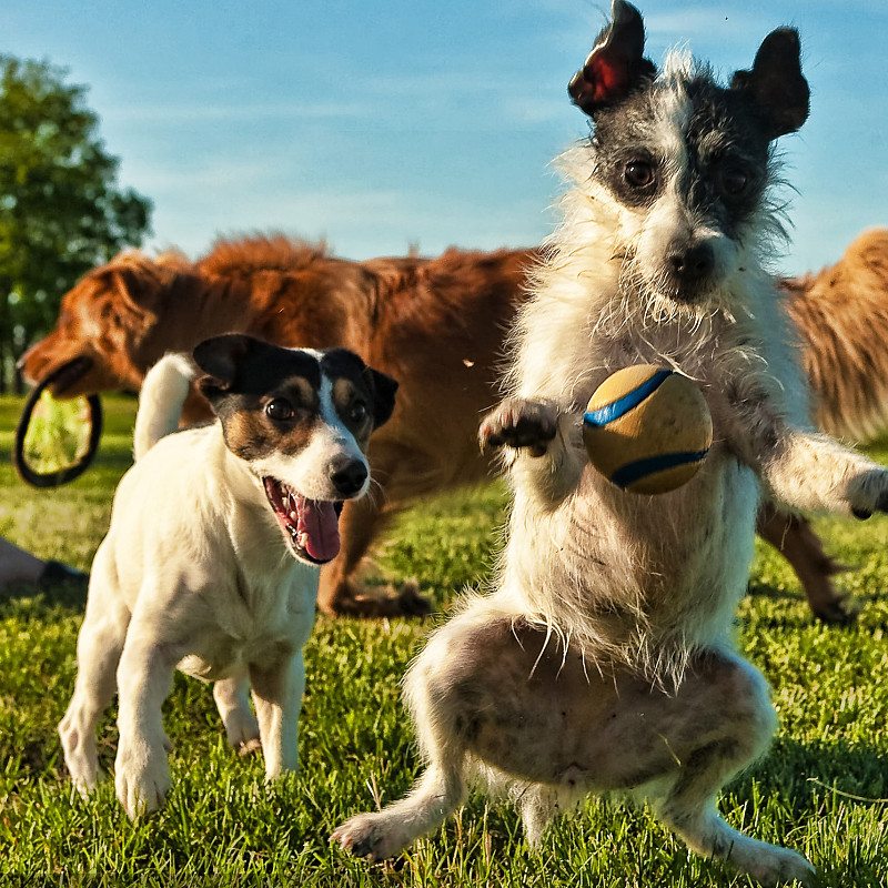 우유 개는 마실 수 있습니까?