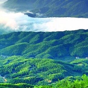 36.25kgs HCQL 차 hunan anhua 홍차 건강 차