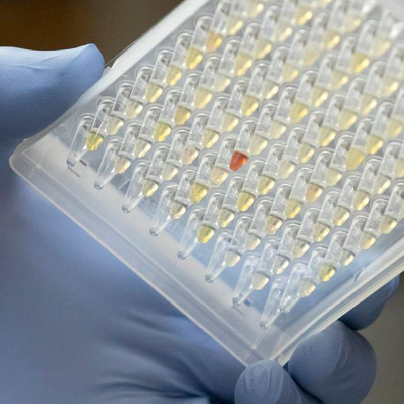 Oregon Covid-19 변종의 확산을보고있는 연구원