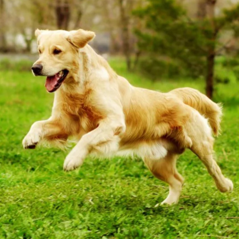 7 가지 필수 명령 당신의 개가 알아야 할 필수 명령