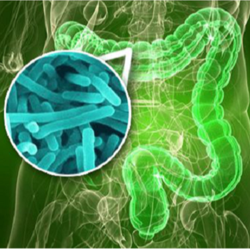 Yangzhou University : NMN은 수면으로 인한 장내의 불균형을 향상시킵니다.