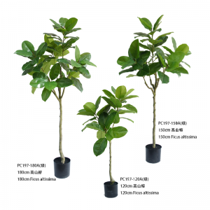 무화과나무 알티시마