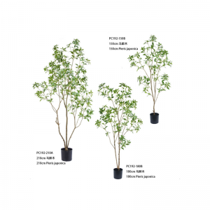 피에리스 자포니카