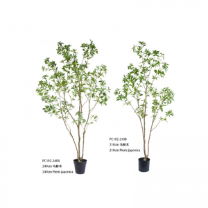 피에리스 자포니카